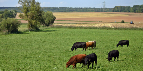 Bauernverband Saar - Kühe auf Wiese