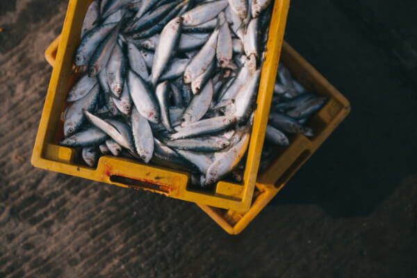 Fischereiverband Saar -frischgefangene Fische