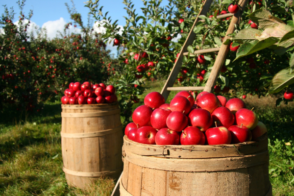 Landesverband Gartenbau Saar - Rote Äpfel